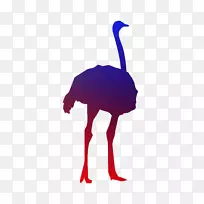 澳洲普通鸵鸟交通标志-空若网 澳洲普通鸵鸟交通标志-空若网