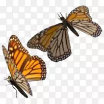 昆虫王蝶夹艺术png图片透明度.昆虫-空若网 昆虫王蝶夹艺术png图片透明度.昆虫-空若网