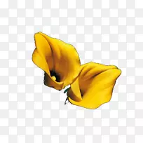 切花开花植物.分类海报-空若网 切花开花植物.分类海报-空若网