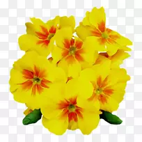 普通夜景-月见草png图片图像剪辑艺术-空若网 普通夜景-月见草png图片图像剪辑艺术-空若网