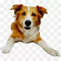 犬种肝硬化药物肝疗法-空若网 犬种肝硬化药物肝疗法-空若网