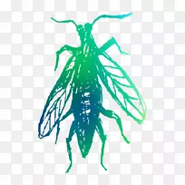 昆虫传粉虫膜-空若网 昆虫传粉虫膜-空若网