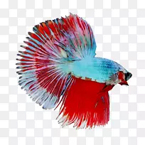 红-空若网 红-空若网