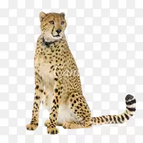 猎豹图片野生动物猎豹-空若网 猎豹图片野生动物猎豹-空若网