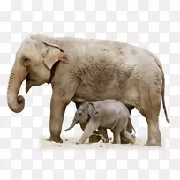 印度象非洲象动物陆地动物-空若网 印度象非洲象动物陆地动物-空若网