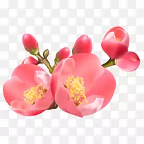 pngͼƬͼ��ͼ��͸����-������