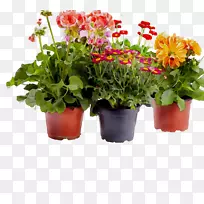 切花一年生草本植物开花植物-空若网 切花一年生草本植物开花植物-空若网