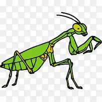 剪贴画昆虫螳螂游离内容物昆虫-空若网 剪贴画昆虫螳螂游离内容物昆虫-空若网