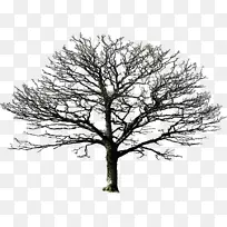 树枝剪贴画-空若网 树枝剪贴画-空若网