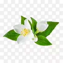 茉莉花砧木摄影-花卉-空若网 茉莉花砧木摄影-花卉-空若网