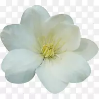 开花植物木兰科-白花-空若网 开花植物木兰科-白花-空若网