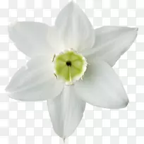 水仙花植物百合白花-空若网 水仙花植物百合白花-空若网