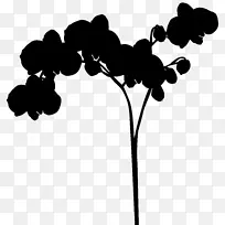 ����������Ҷֲ�ﾥ����ֲ��-������