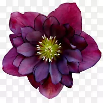 一年生草本植物开花植物-空若网 一年生草本植物开花植物-空若网