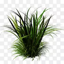 甜草本植物香根草剪贴画植物-空若网 甜草本植物香根草剪贴画植物-空若网