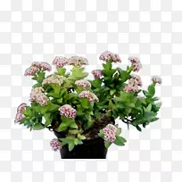 切花花卉设计年度植物-空若网 切花花卉设计年度植物-空若网