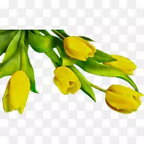 草本植物芽植物茎开花植物-空若网 草本植物芽植物茎开花植物-空若网