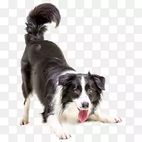 边境牧羊犬,小狗,猫,宠物兽医-狗-空若网 边境牧羊犬,小狗,猫,宠物兽医-狗-空若网
