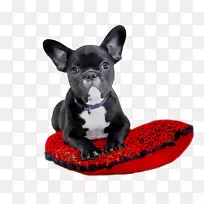 法国斗牛犬小狗生日奥多班32盎司。宠物氧化污渍清除剂-空若网 法国斗牛犬小狗生日奥多班32盎司。宠物氧化污渍清除剂-空若网