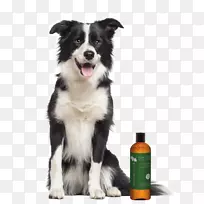 粗糙牧羊犬边境牧羊犬有胡须牧羊犬金色猎犬皮蒂金毛猎犬-空若网 粗糙牧羊犬边境牧羊犬有胡须牧羊犬金色猎犬皮蒂金毛猎犬-空若网