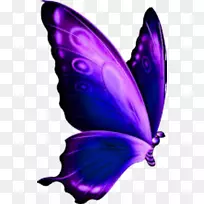 燕尾蝴蝶夹艺术png图片昆虫蝴蝶-空若网 燕尾蝴蝶夹艺术png图片昆虫蝴蝶-空若网