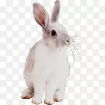家养野兔须鼻子-空若网 家养野兔须鼻子-空若网