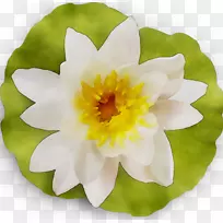 黄色开花植物-空若网 黄色开花植物-空若网