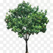 ��ֲ������ͼ��.��-������