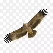 �����۹�ӥ��ӥ�񰣼�ͺӥ�������۹�ӥ-ӥ-������