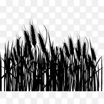 商品草树-空若网 商品草树-空若网