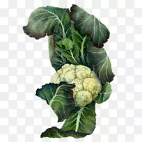 花椰菜植物插图十字花科蔬菜拔芥菜.花椰菜-空若网 花椰菜植物插图十字花科蔬菜拔芥菜.花椰菜-空若网