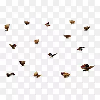 昆虫蝶m/0d膜鳞翅目-空若网 昆虫蝶m/0d膜鳞翅目-空若网