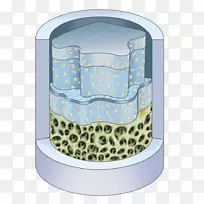 摄影图像免版税插图.软骨插图-空若网 摄影图像免版税插图.软骨插图-空若网