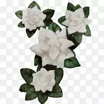 栀子花-空若网 栀子花-空若网