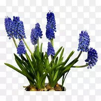 英国薰衣草切花风信子蓝帽-空若网 英国薰衣草切花风信子蓝帽-空若网