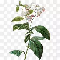 开花植物茎叶植物-空若网 开花植物茎叶植物-空若网