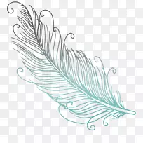 鸟类羽毛联系页面电子邮件脊椎动物-羽毛-空若网 鸟类羽毛联系页面电子邮件脊椎动物-羽毛-空若网