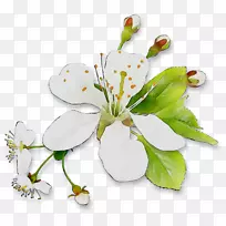 花卉设计切花植物茎-空若网 花卉设计切花植物茎-空若网