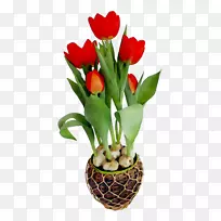 郁金香花型切花花束-空若网 郁金香花型切花花束-空若网