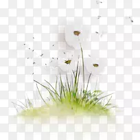 桌面壁纸电脑草植物茎植物-空若网 桌面壁纸电脑草植物茎植物-空若网