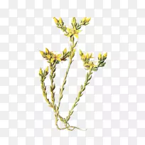 剪贴画野花png图片图像阴影邮票-空若网 剪贴画野花png图片图像阴影邮票-空若网