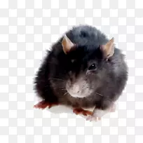 大鼠仓鼠沙鼠肯普西老鼠-空若网 大鼠仓鼠沙鼠肯普西老鼠-空若网