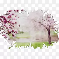 樱桃花.150分钟v.unc.nr和开花植物樱桃-空若网 樱桃花.150分钟v.unc.nr和开花植物樱桃-空若网