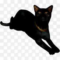 哈瓦那棕色胡须,国内短毛猫孟买鼻子-空若网 哈瓦那棕色胡须,国内短毛猫孟买鼻子-空若网