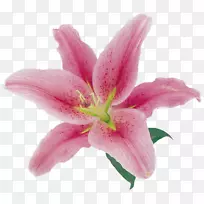 百合花t恤花-空若网 百合花t恤花-空若网