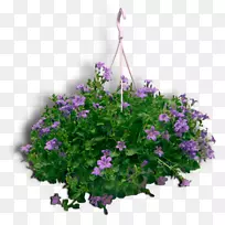 马鞭草一年生植物草本植物鹤-薰衣草-樟科植物装饰-空若网 马鞭草一年生植物草本植物鹤-薰衣草-樟科植物装饰-空若网