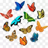 图形版税-无图解昆虫图片.昆虫-空若网 图形版税-无图解昆虫图片.昆虫-空若网