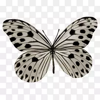 昆虫拟南芥,大型乔木若虫,玻璃虎,妄想虎-昆虫-空若网 昆虫拟南芥,大型乔木若虫,玻璃虎,妄想虎-昆虫-空若网