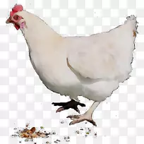 鸡公鸡开罗家禽养殖场-空若网 鸡公鸡开罗家禽养殖场-空若网