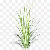 草本植物枝叶png网络图.叶-空若网 草本植物枝叶png网络图.叶-空若网